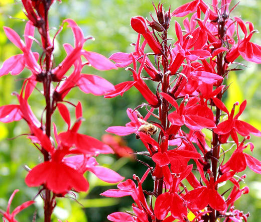 Salvia coccinea | Blood Scarlet Sage | 50_Seeds