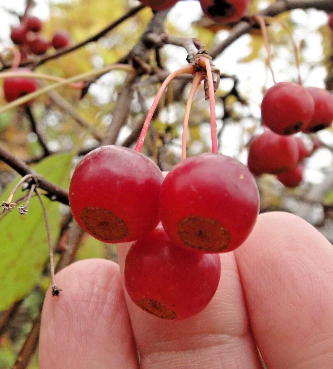 Sargent’s Crabapple Tree | Premium Seeds | Malus sargentii ‘Spring’ | Plants’®