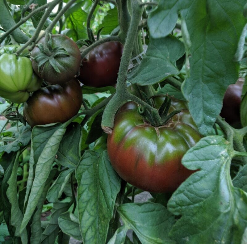 30+ Russian Black Krim Tomato Seeds – NON GMO – ORGANIC – HEIRLOOM — FRESH