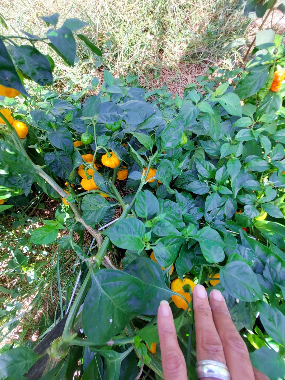 (12) Yellow Scotch Brain Pepper Seeds (Hot, exotic)