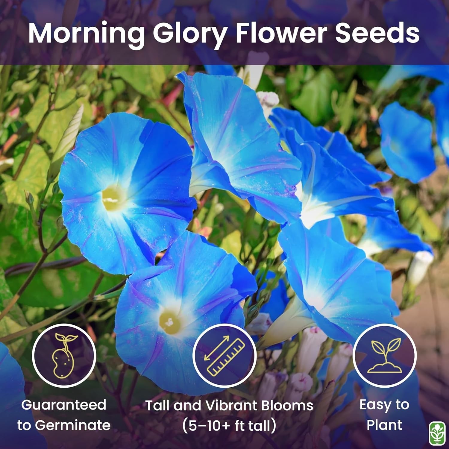 Fast-Growing Heavenly Blue Morning Glory Seeds – Perfect for Sprawling Gardens