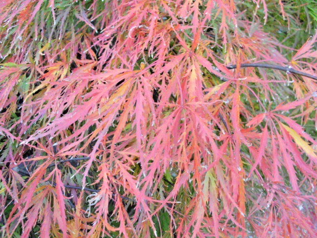 15 WATERFALL JAPANESE MAPLE SEEEDS – Acer palmatum ‘Waterfall’