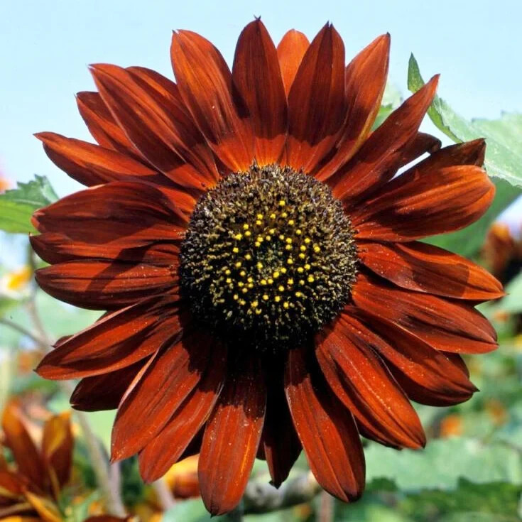 100 Sunflower Seeds – Velvet Queen Big Blooms Heirloom Non-GMO Free Shipping