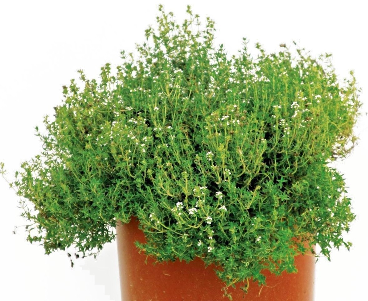 501+COMMON THYME Seeds English German Organic Perennial Herb Garden Container