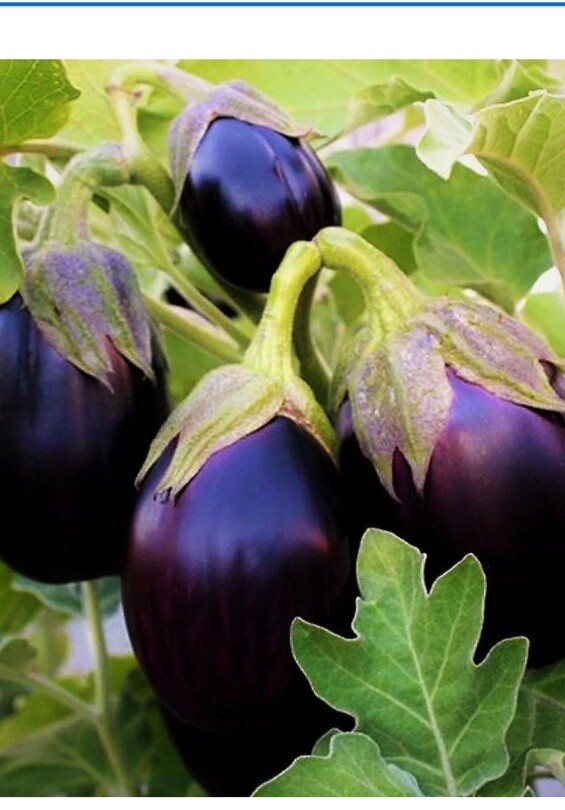 100+ Black Beauty Eggplant Seeds | NON-GMO Eggplant Seeds Heirloom Garden Seeds