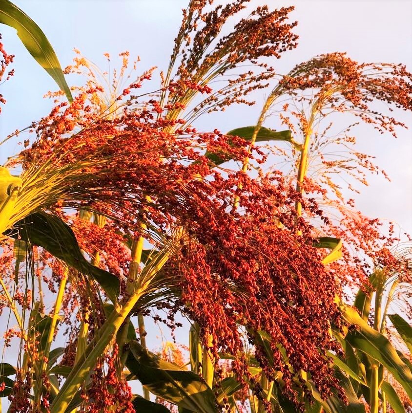 Red Broom Corn Seeds | Sorgum Bicolor Millet Mixed Colors Grain Flower Seed 2024