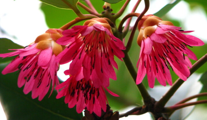 Rhodoleia Championii Rare Protected Flowering Shrub Tree Hong Kong Rose 25 Seeds