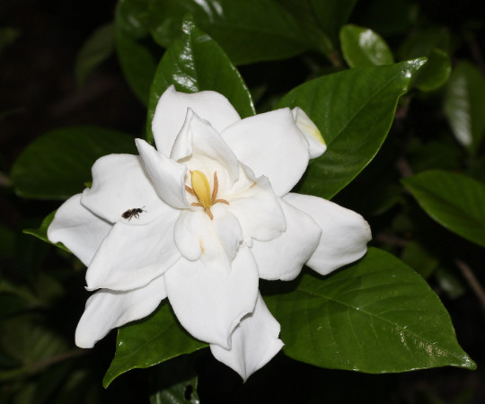 Gardenia jasminoides Seeds – Cape Jasmine – Common Gardenia