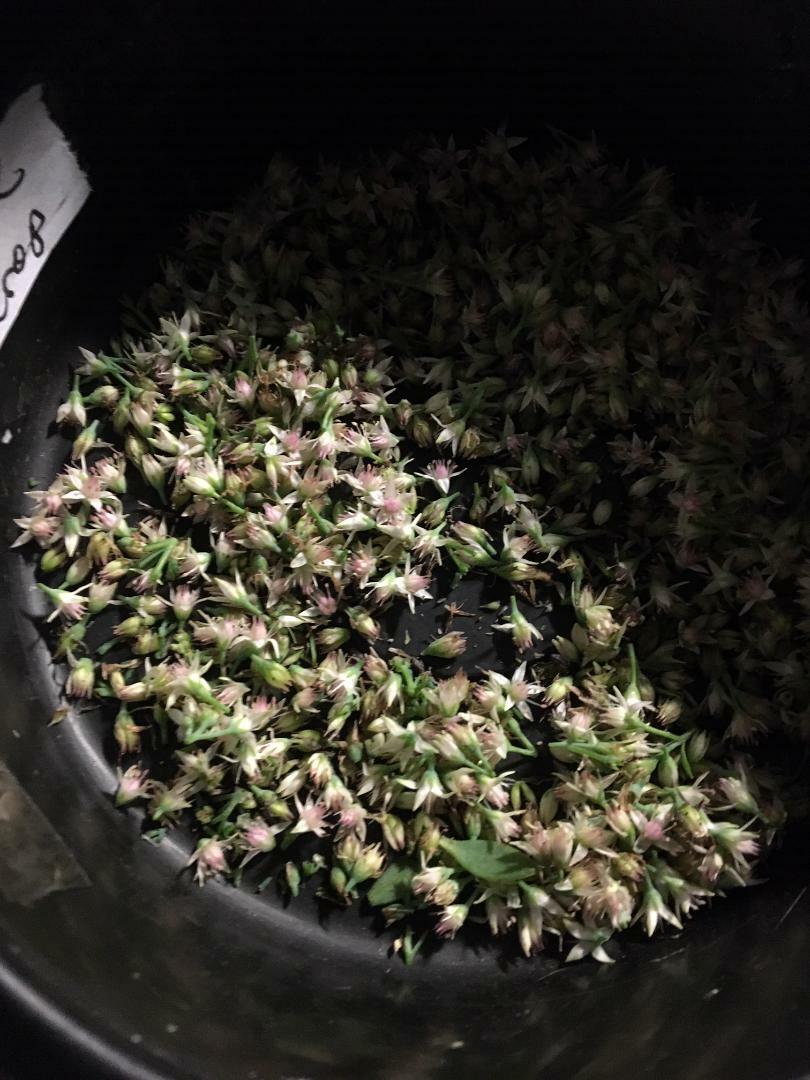 White Crystal Pink Sedum Stone Crop Perennial Flowers 100 + SEEDS USA Grown