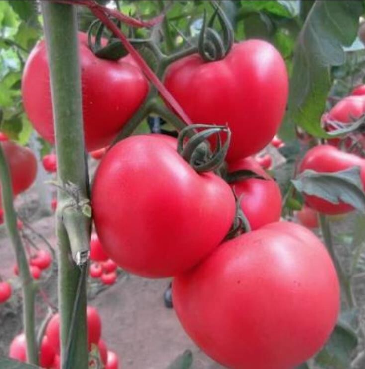 Homestead Tomato 80+ Seeds,