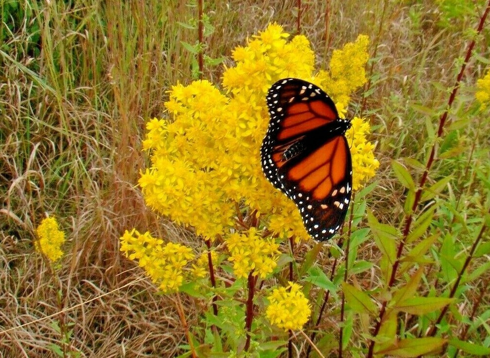 101+SHOWY GOLDENROD Seeds Perennial Native Wildflower Pollinators Autumn Flowers