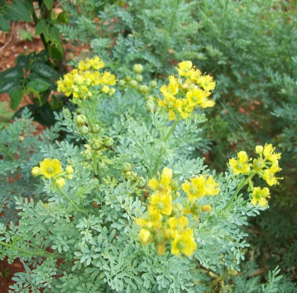 Rue 50 Seeds (Ruta Graveolens) Heirloom Herb-of Grace – Non GMO – Open Pollinate