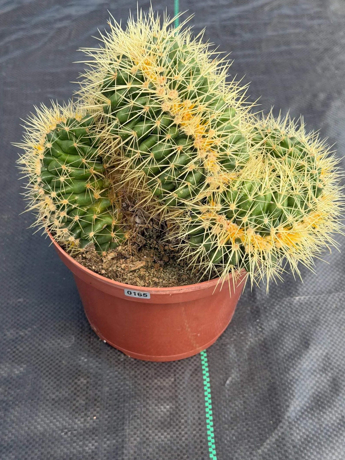 Crested Golden Barrel Cactus – Rare Large Specimen | Collector’s Live Plant #165