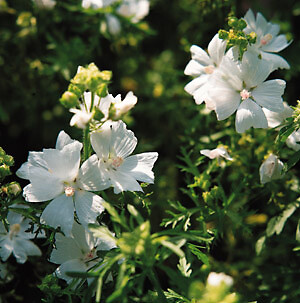 Malva moschata alba 250 seeds