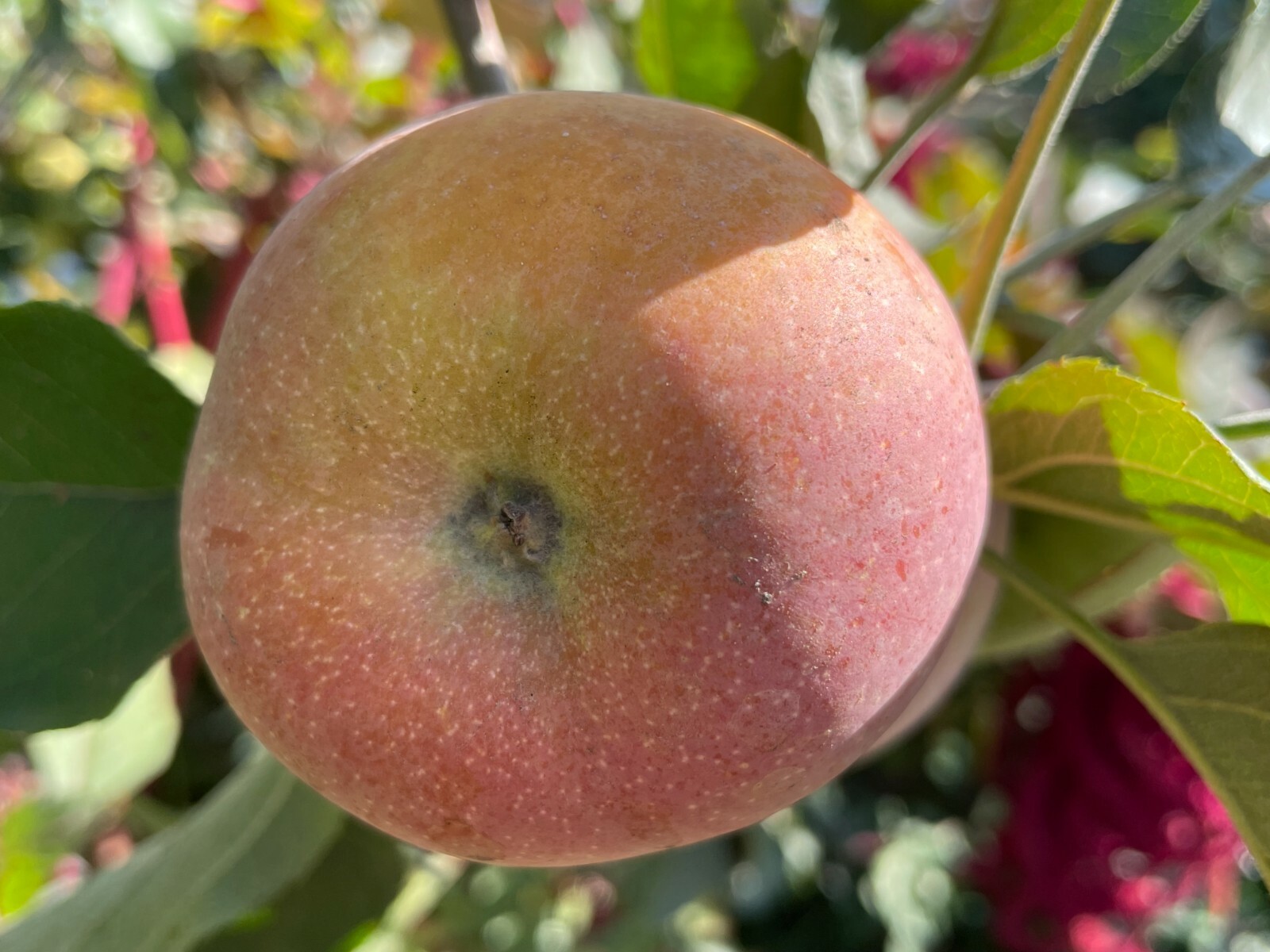 1 Seedling Grafted Fuji Apple Fruit Tree, A Grafted Seedling Tree App 30″ +