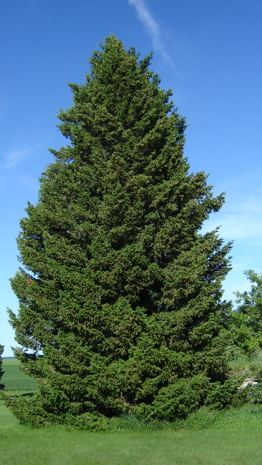 Green Douglas Fir, Pseudotsuga menziesii, Tree Seeds (Fragrant Evergreen)