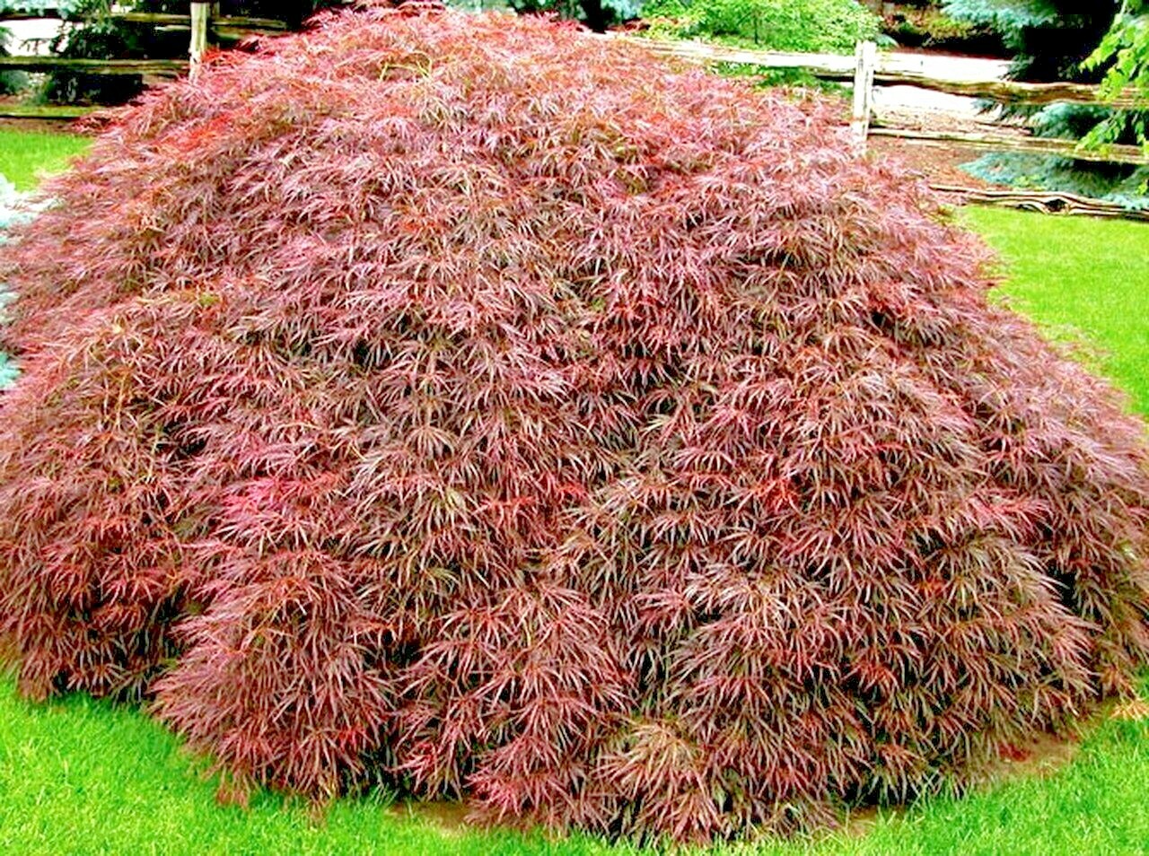 15 CRIMSON QUEEN JAPANESE MAPLE SEEEDS – Acer palmatum var. dissectum