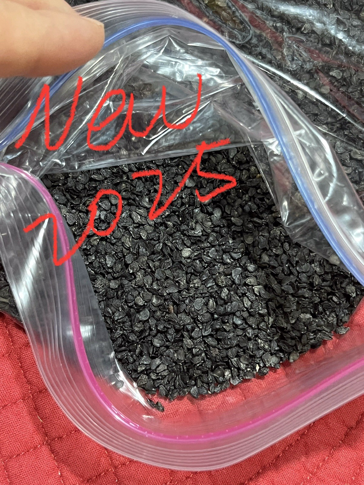 1000 Non-GMO Heirloom Garlic Chives Seeds 2025 Crop 紫根韭菜种子 (No Tracking)