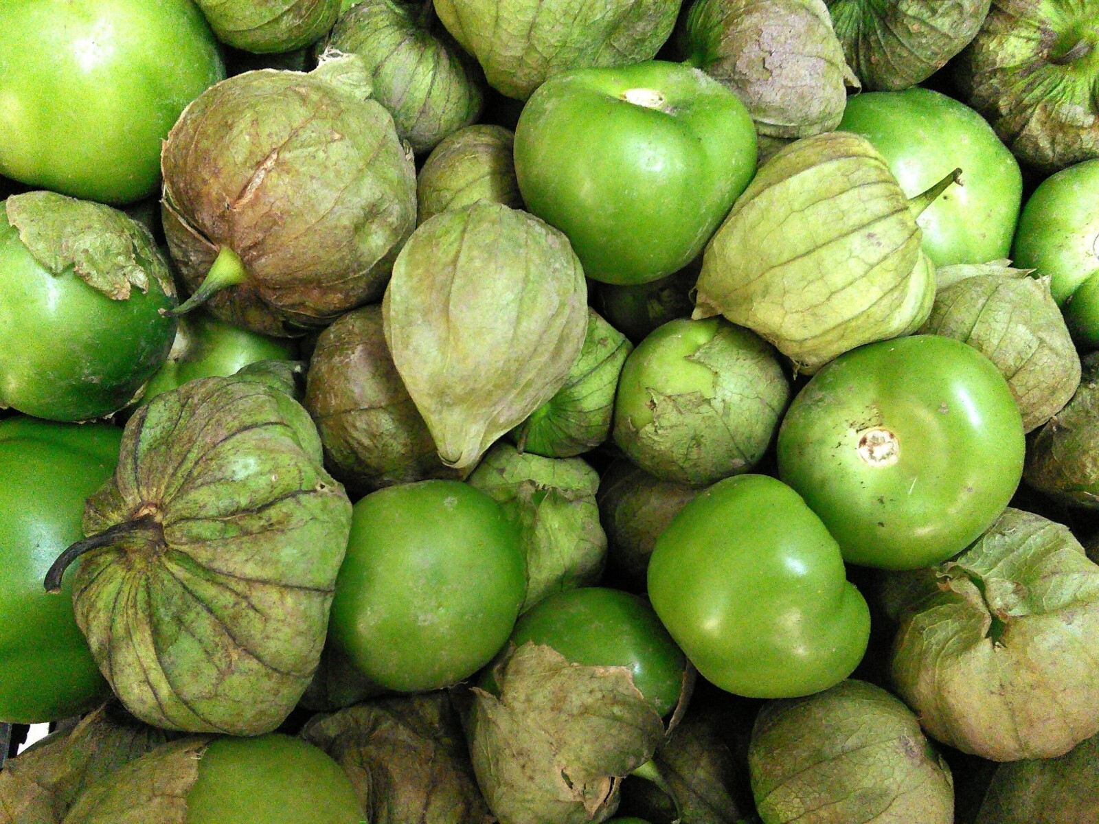 50+Grande Rio Verde Tomatillo, 50 Seeds, NON-GMO, Free Shipping #82