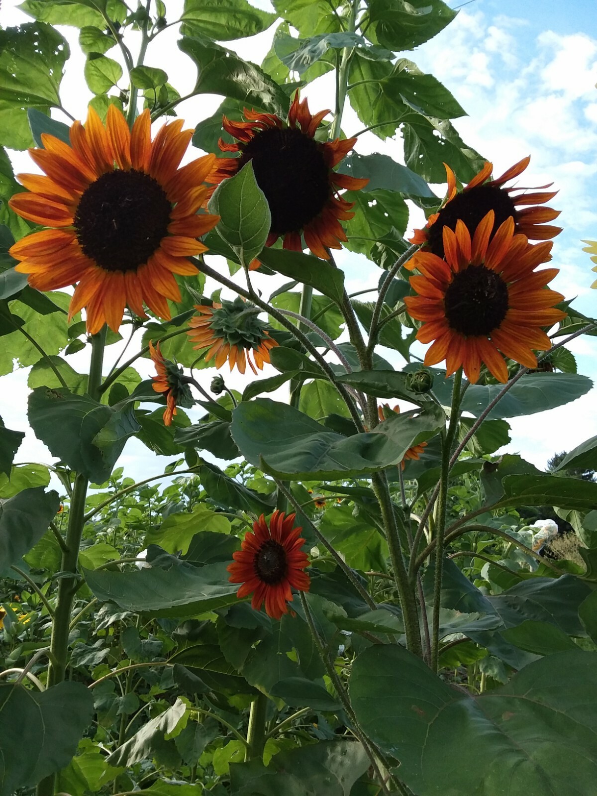Orange Mahogany Bi-color Sunflower Seeds – Unique Colored Blooms – Comb. S/H