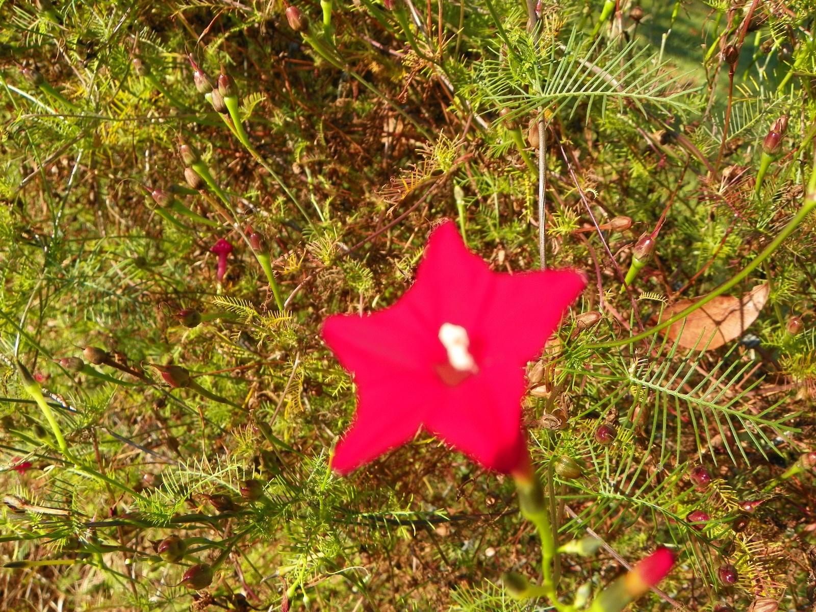 Red Velvet Cypress Vine Ipomoea quamoclit 100 Seeds Hummingbird Attractant