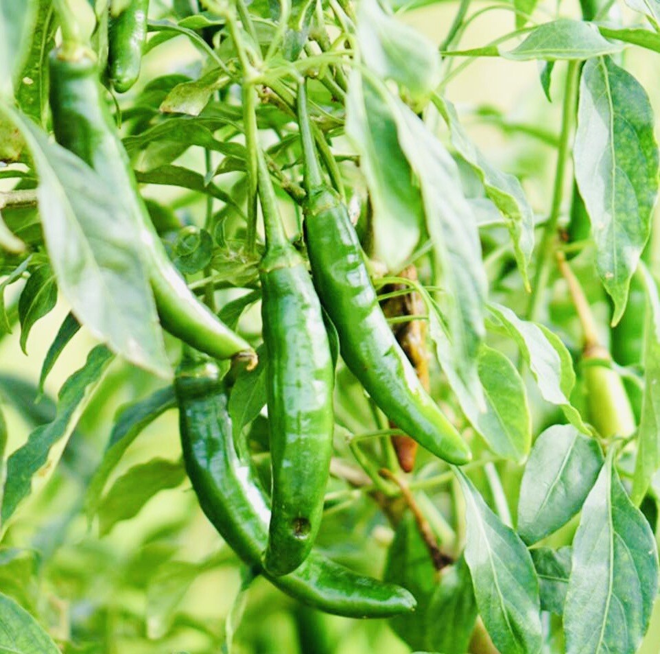 Fresh Harvest Hot Serrano Pepper Seeds NonGMO Heirloom Variety