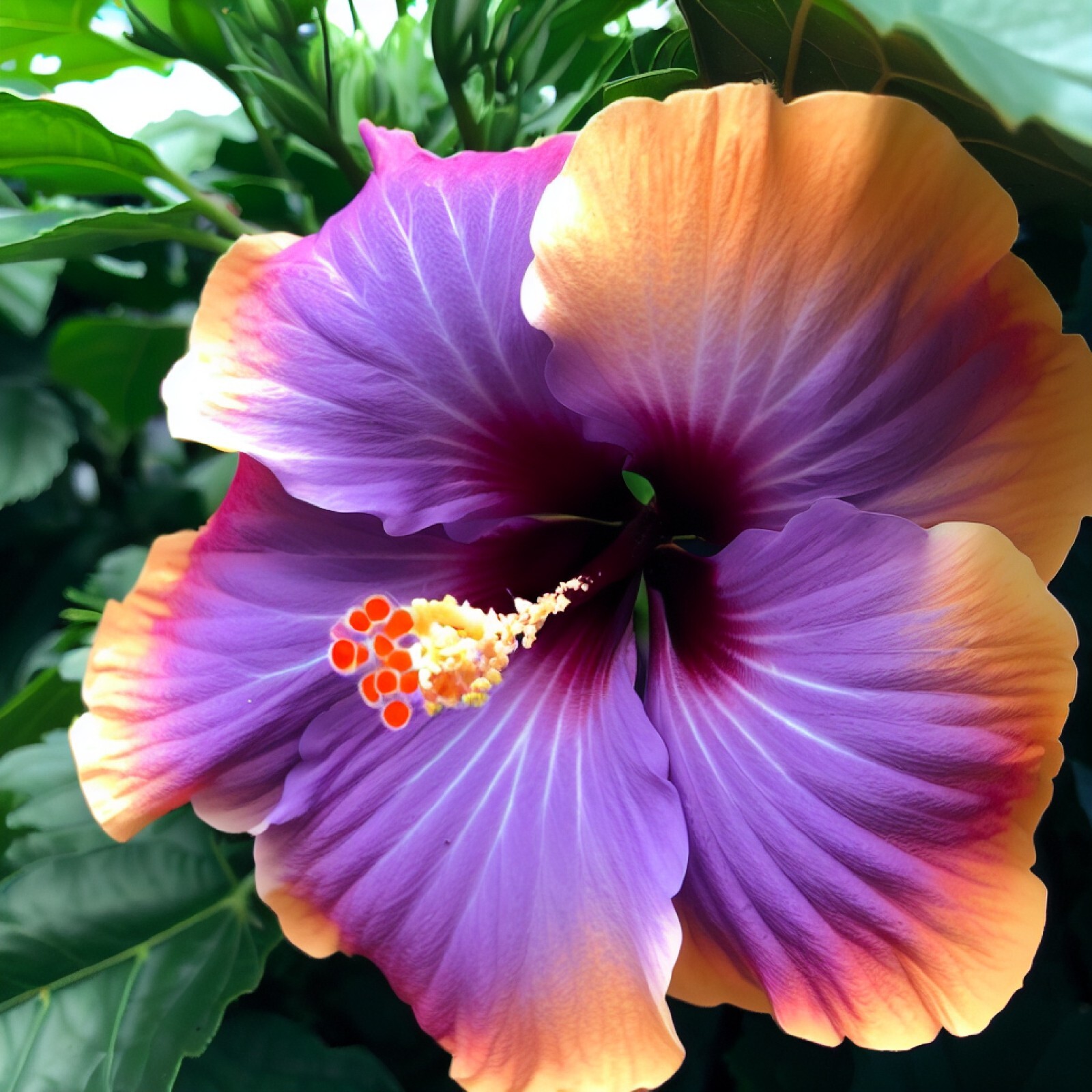 20 Orange Purple Hibiscus Seeds Flowers Flower Seed Perennial Bloom US SELLER