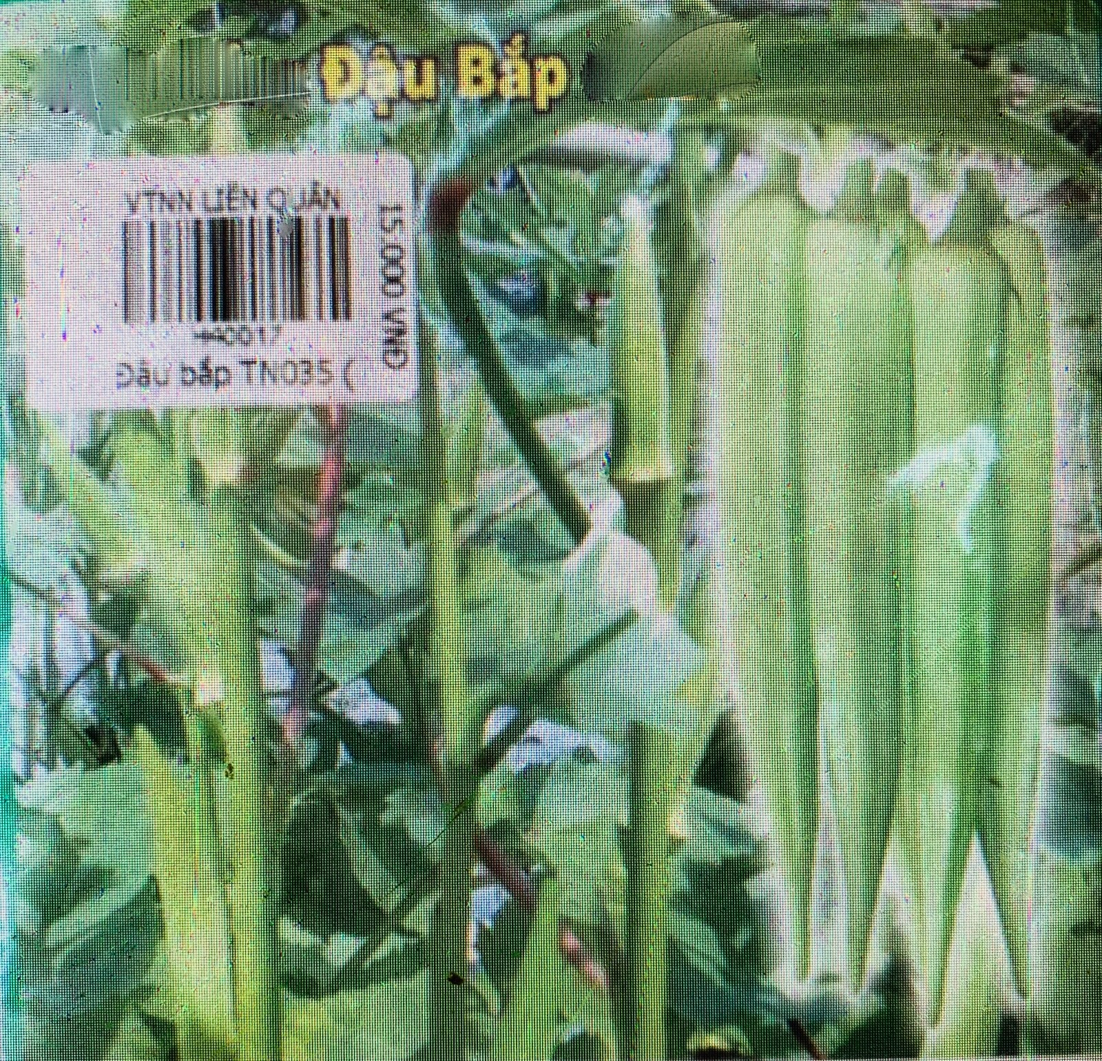 Okra seeds (vietnam Đậu Bắp)