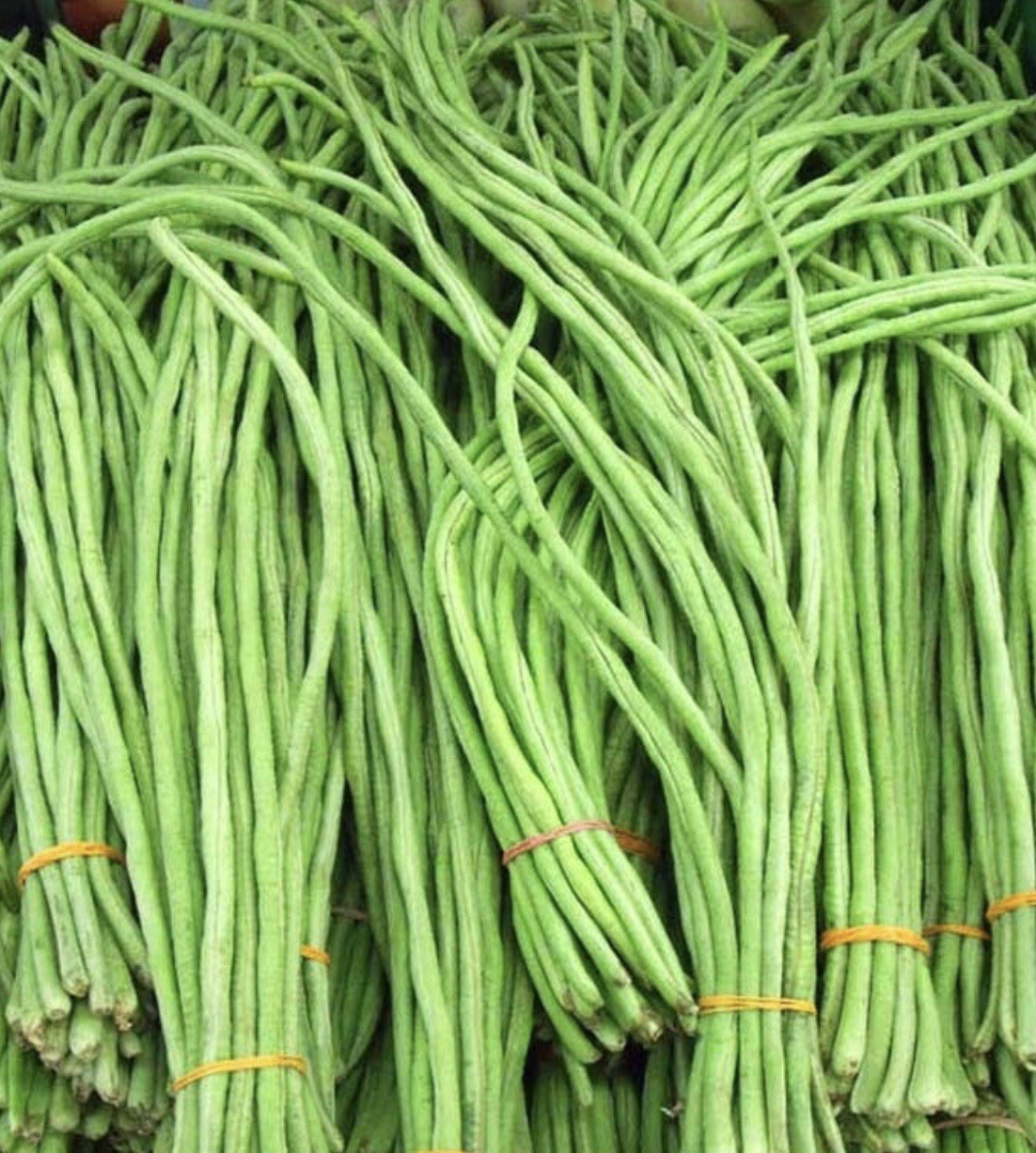 15 Variety of Asian Vegetable SEEDS | Seed Bank Kit | Instruction Included