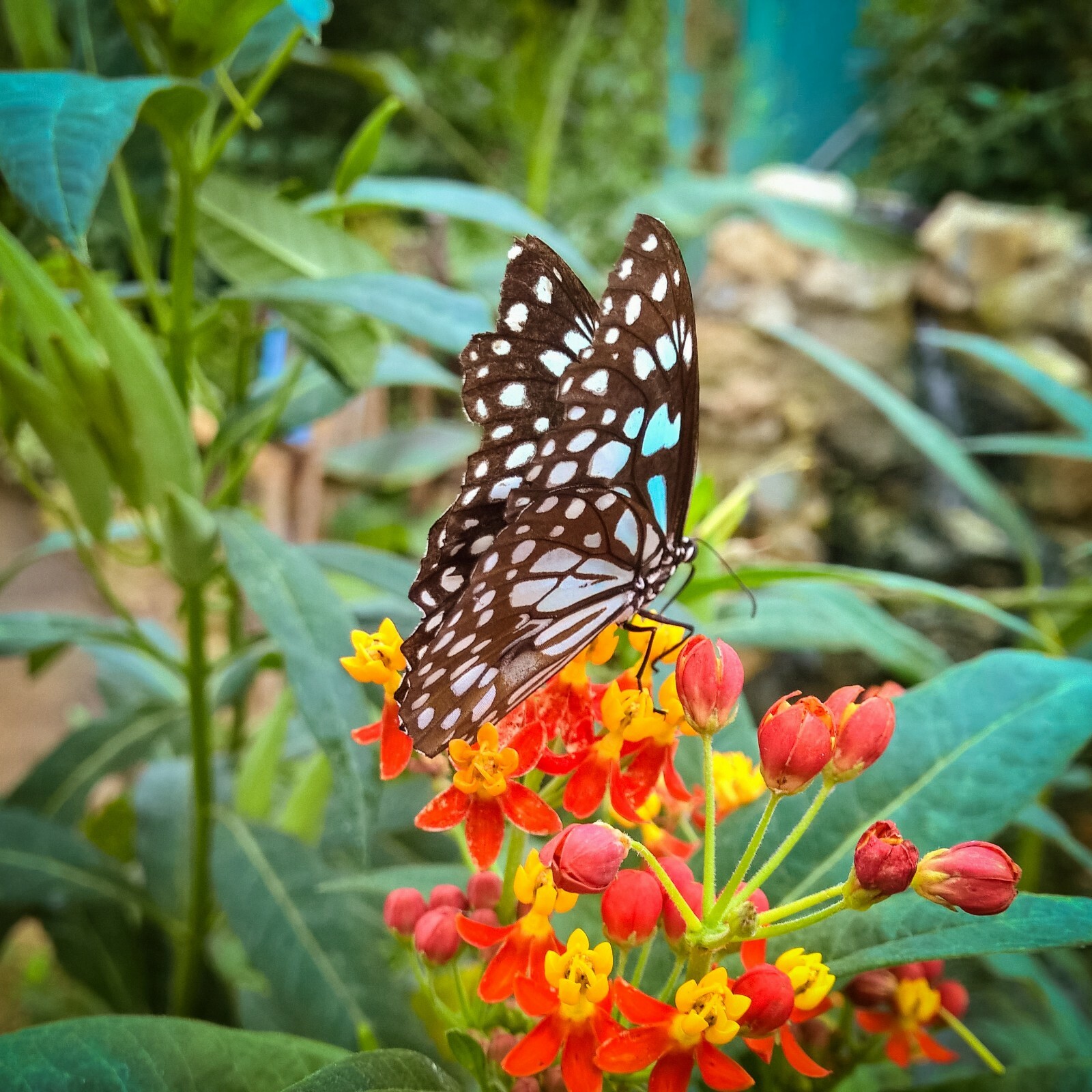 Tropical Milkweed -20 Seeds – Asclepias curassavica