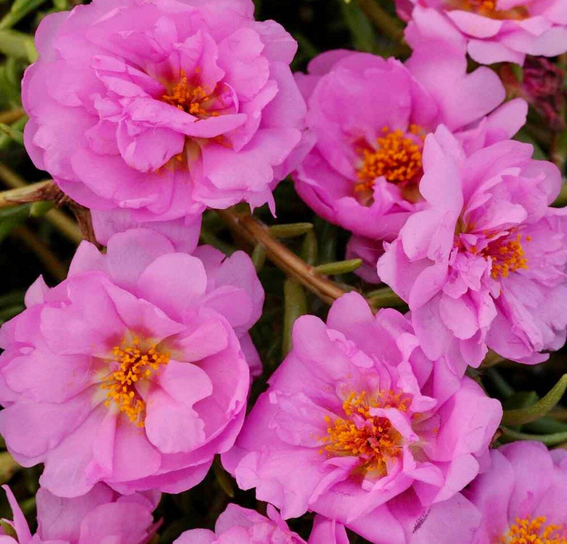 Moss Rose Seeds ~ Rose Purslane Double Flower Seeds ~ Plants ~ Garden ~ Grow