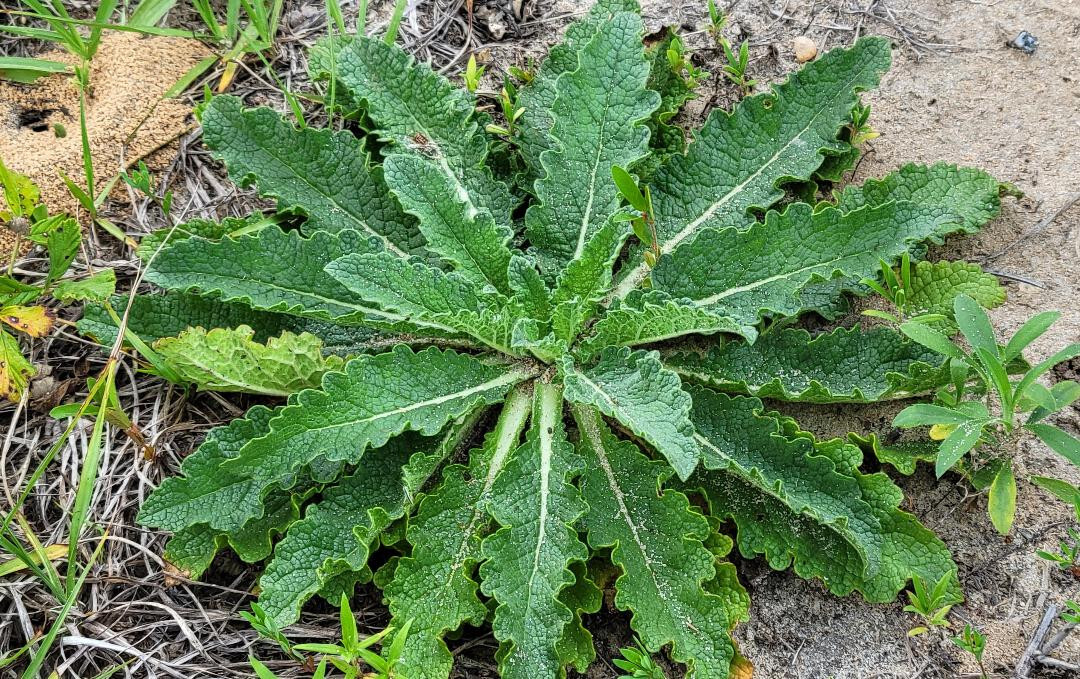 Wand Mullein | 25 Seeds | Verbascum virgatum | Florida Grown | Wild Harvested