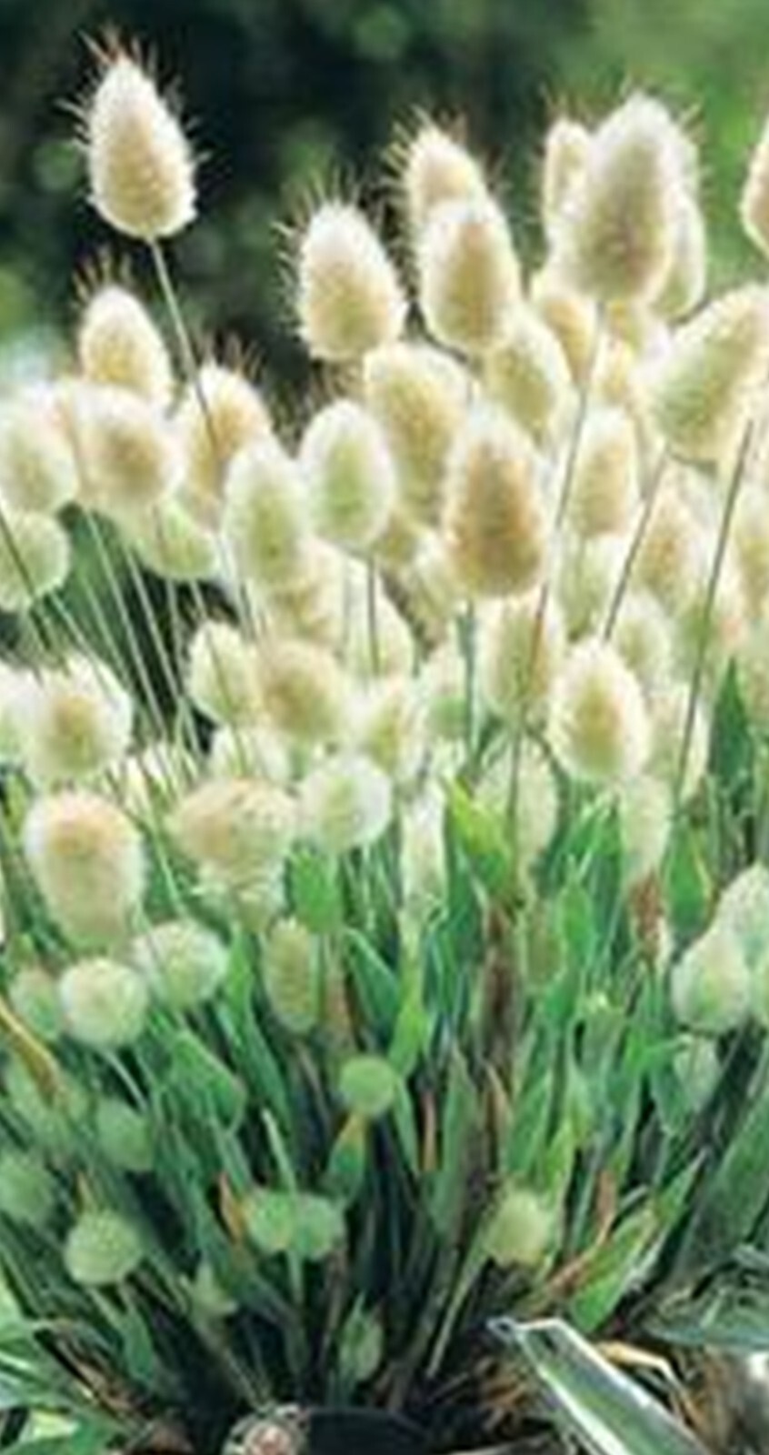 Bunny’s Tail – 100 Seeds – Everlasting!! – Soft and Fluffy – Lagurus Ovatus