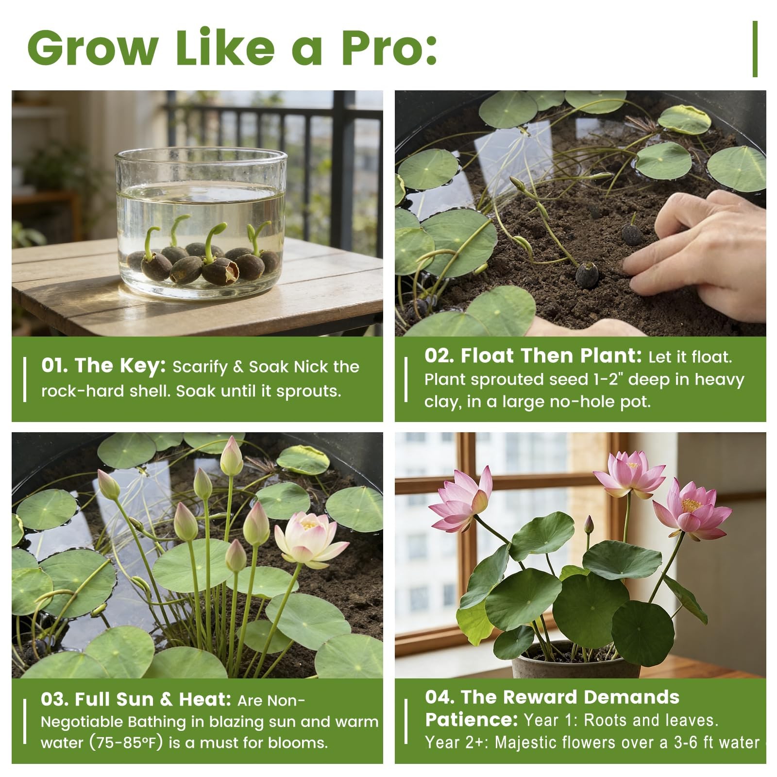 60 PCS Lotus Seeds for Planting in Water – Mixed Color Bowl Lotus Seeds, Live…