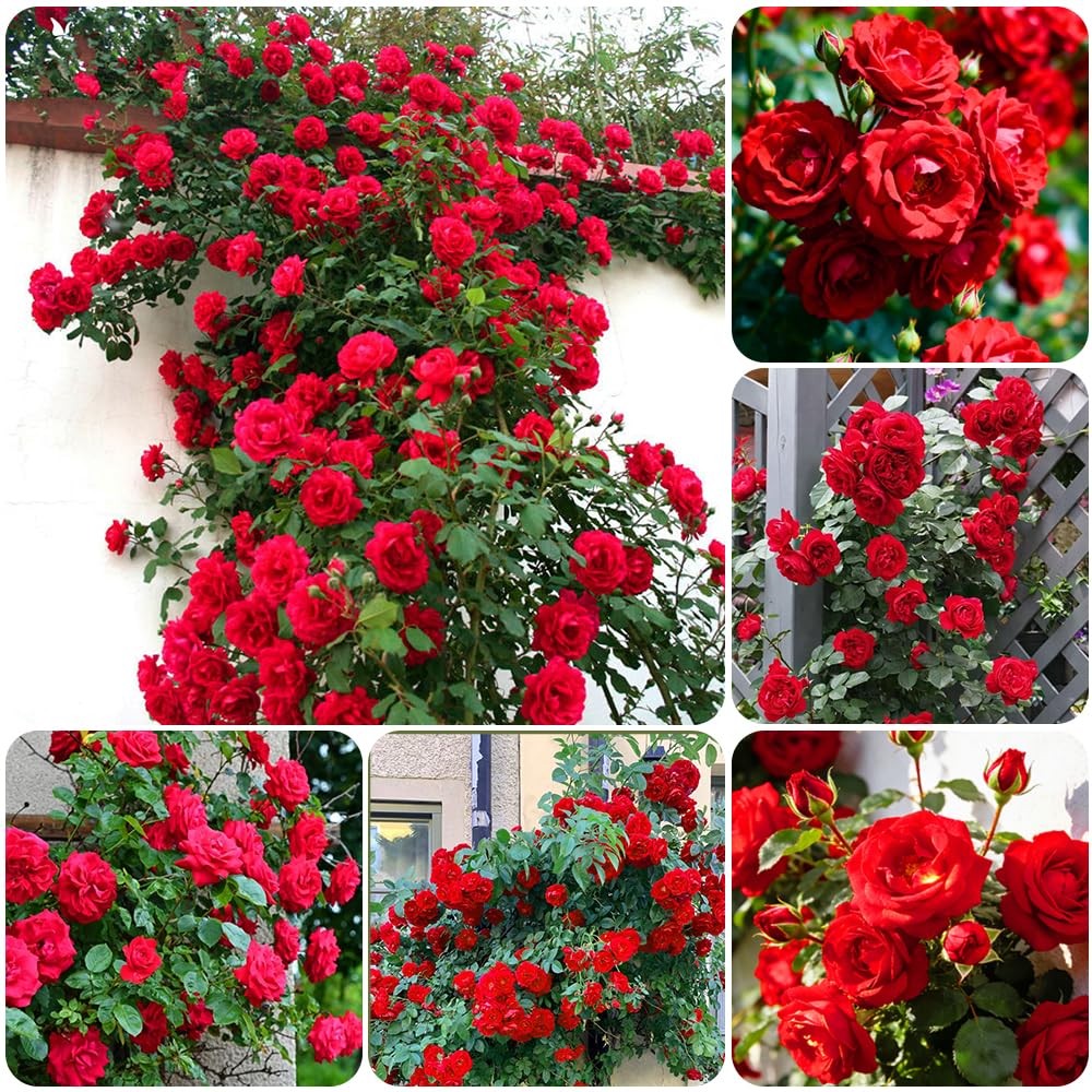 300+Climbing Rose Bush Seeds for Planting OutdoorsPerennial Flowering Plant f…