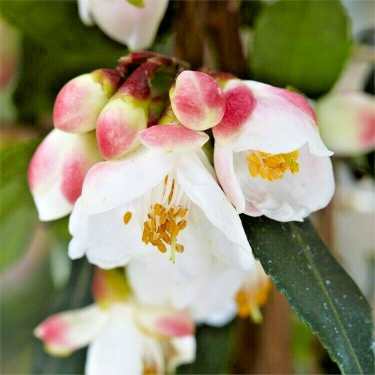10 CAMELLIA BUXIFOLIA SEEDS – Camellia japonica