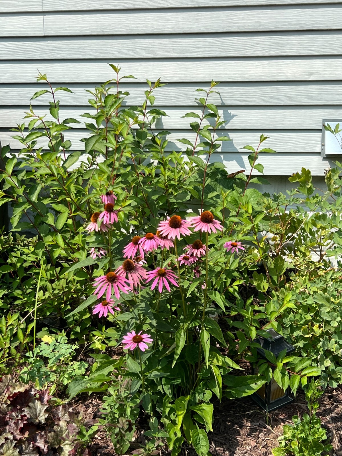 Purple Coneflower Seeds – NON-GMO – Free Shipping
