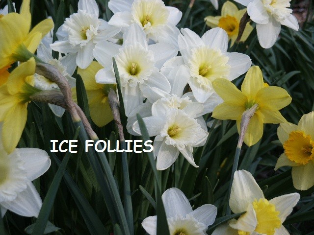 24 DAFFODIL BULBS Narcissus Jonquil Yellow White ICE FOLLI ES FromMyGarden*READ