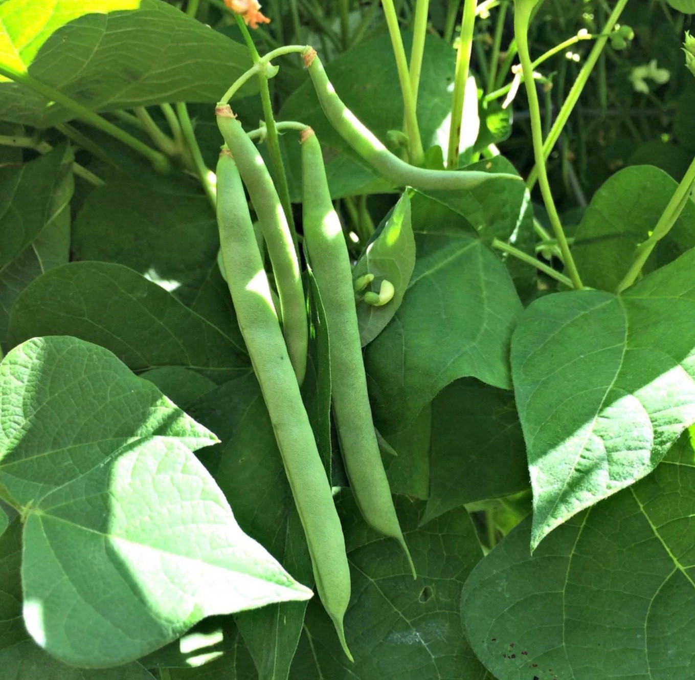 Fresh Tenderette Green Bean Seeds, Bush, Stringless, Crisp Tender Mild, 2026 USA