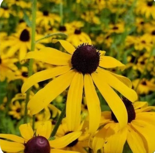 1000+ Black Eyed Susan Seeds **Fresh Seeds** ~~Free Shipping~~