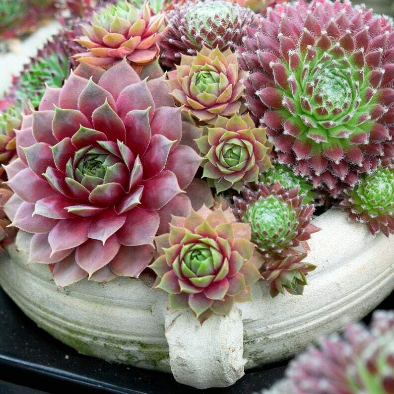 Sempervivum – 50 Seeds