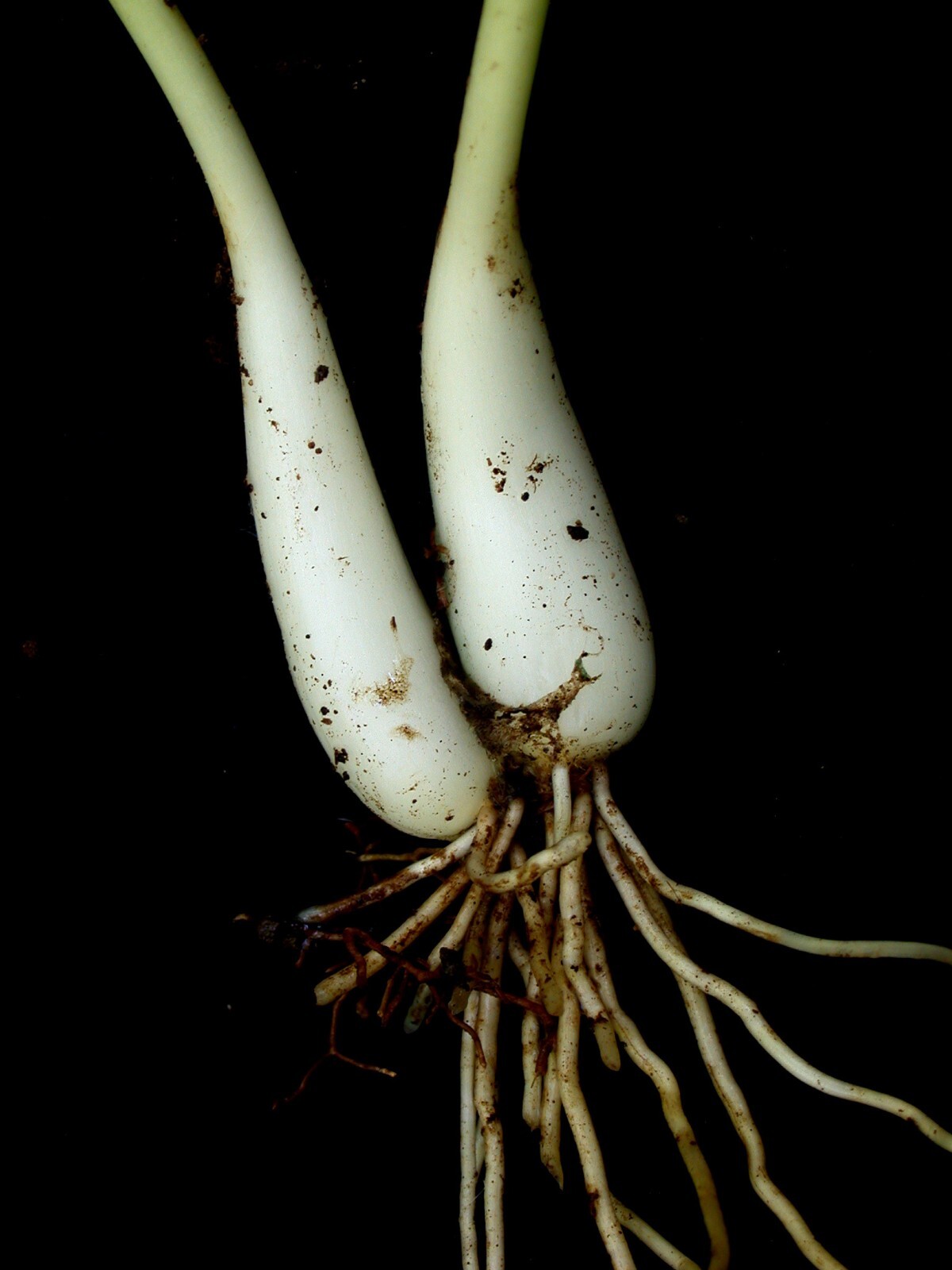 WILD RAMPS Seeds (Allium tricoccum) Ramson Vegetable Wild Garlic Wild Leek Plant