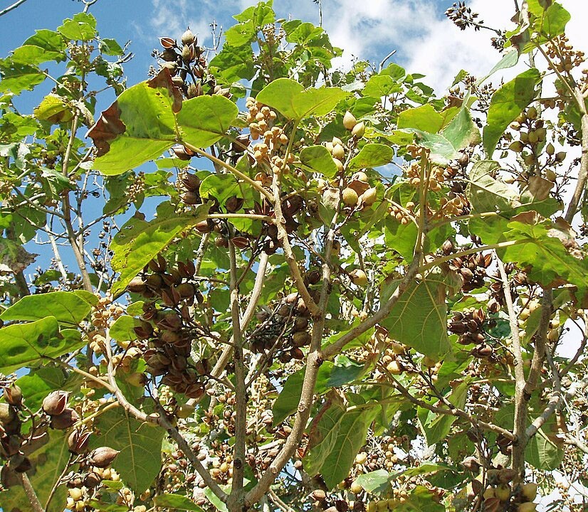 Paulownia elongata | Elongata Princess Tree | 100 Seeds