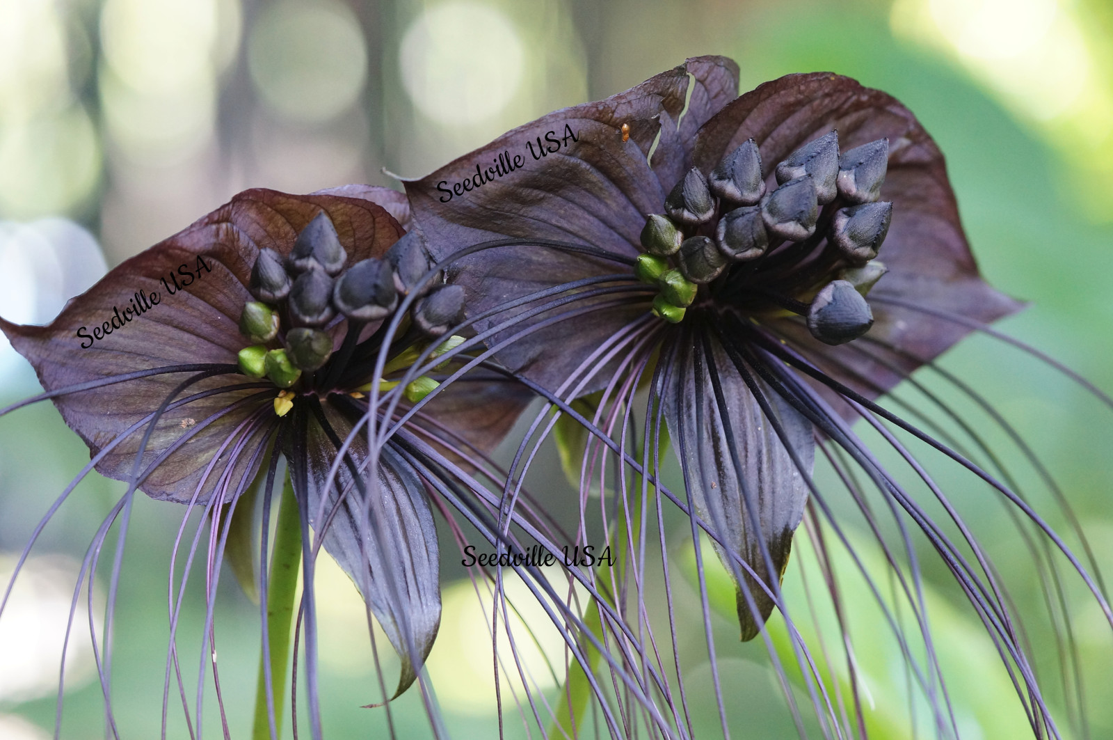 5 Black BAT FLOWER ( Cats Whiskers Devil Flower ) Tacca Chantrieri Flower Seeds
