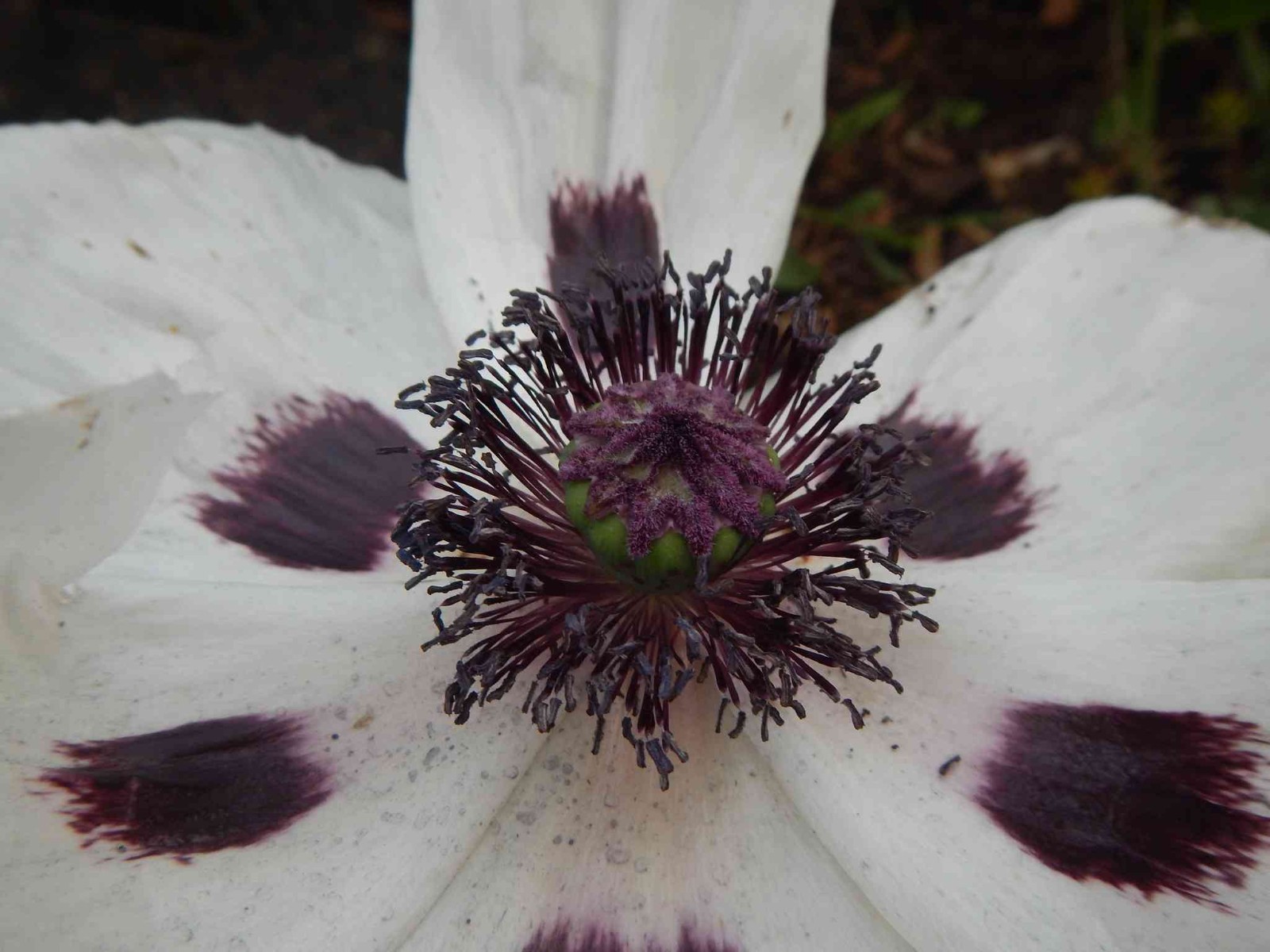 Poppy – Papaver orientale – Royal Wedding seed