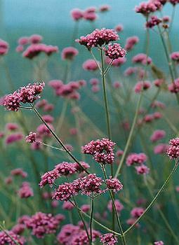 Verbena bonariensis Buenos Aires PR 500 seeds
