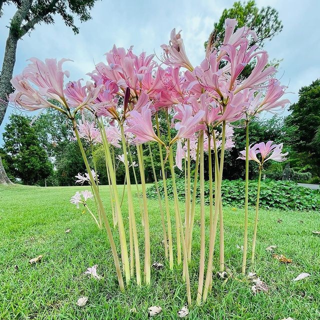 Amaryllis Belladonna , Pink Naked Lady Ladies, 5 Bulbs