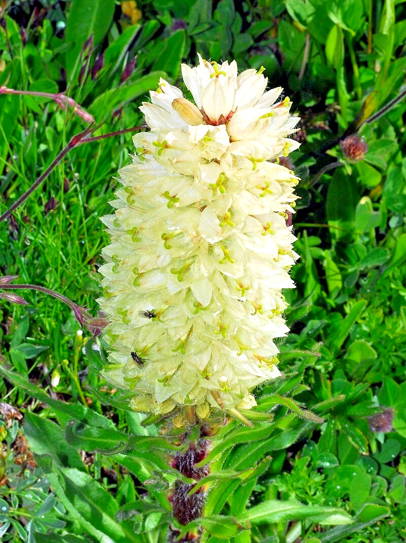 rare yellow bellflower 100 SEEDS, Campanula thyrsoides, hardy, no GMO