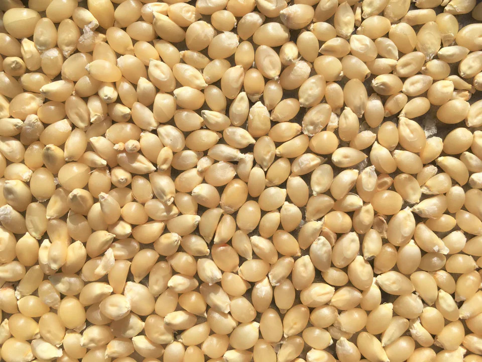 Japanese White Hulless Popcorn Seeds | Popping Ornamental Field Corn Seeds 2023