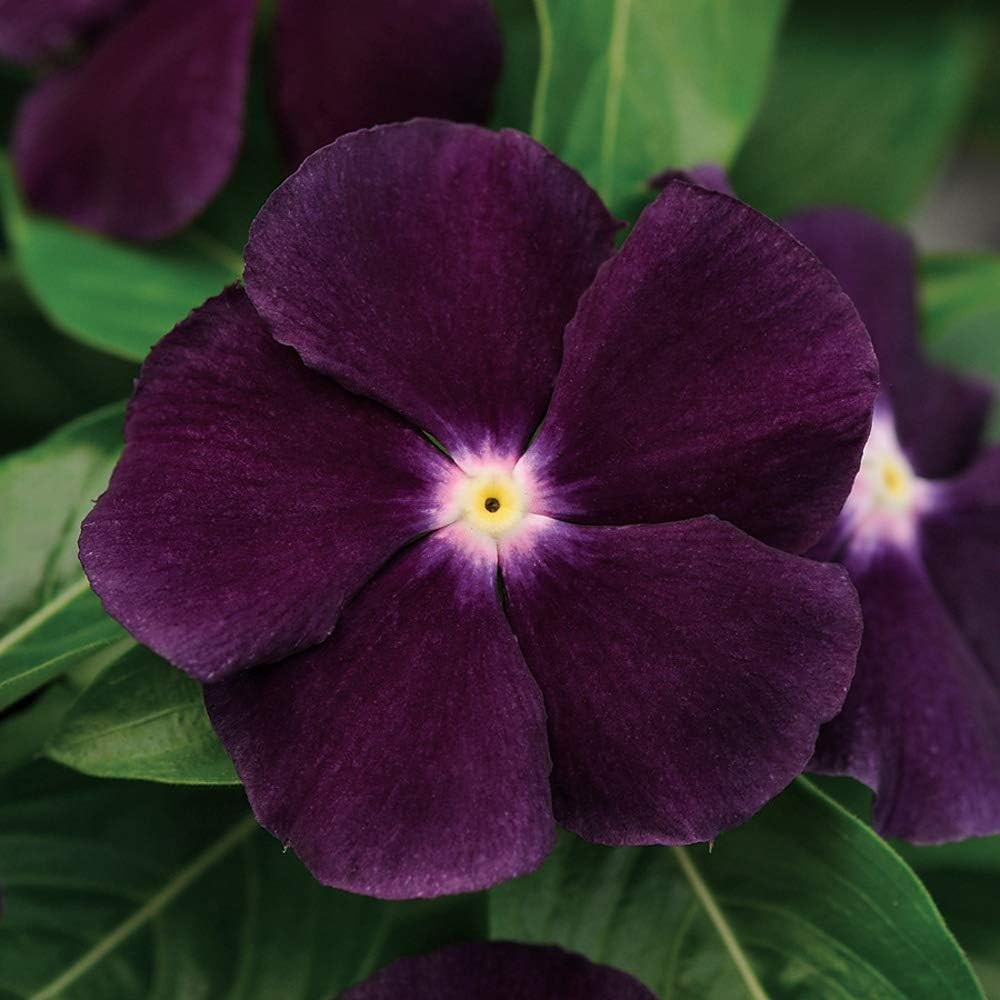 Outsidepride Blackberry Periwinkle Seeds for Planting – 50 Pcs Annual, Fast-Bloo